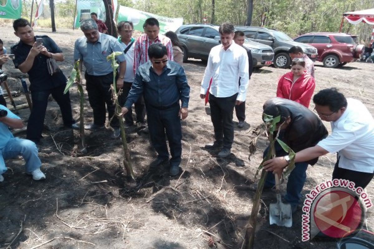 Pemkab siapkan 1.500 hektare  pengembangan pisang Abaka