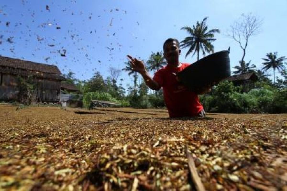 Dampak Ekonomi Panen Tembakau, Masih Ditunggu