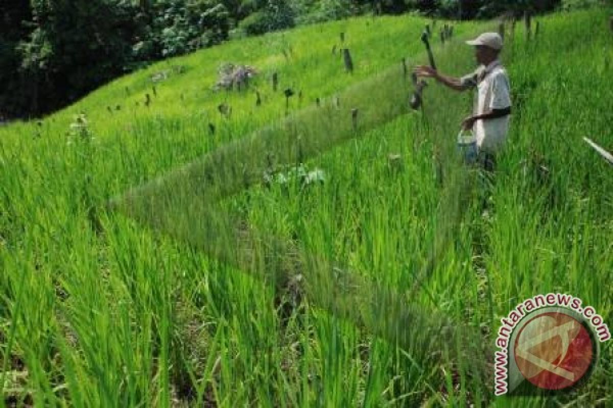 Warga Pedalaman Barito Utara Mulai Tanam Padi Ladang