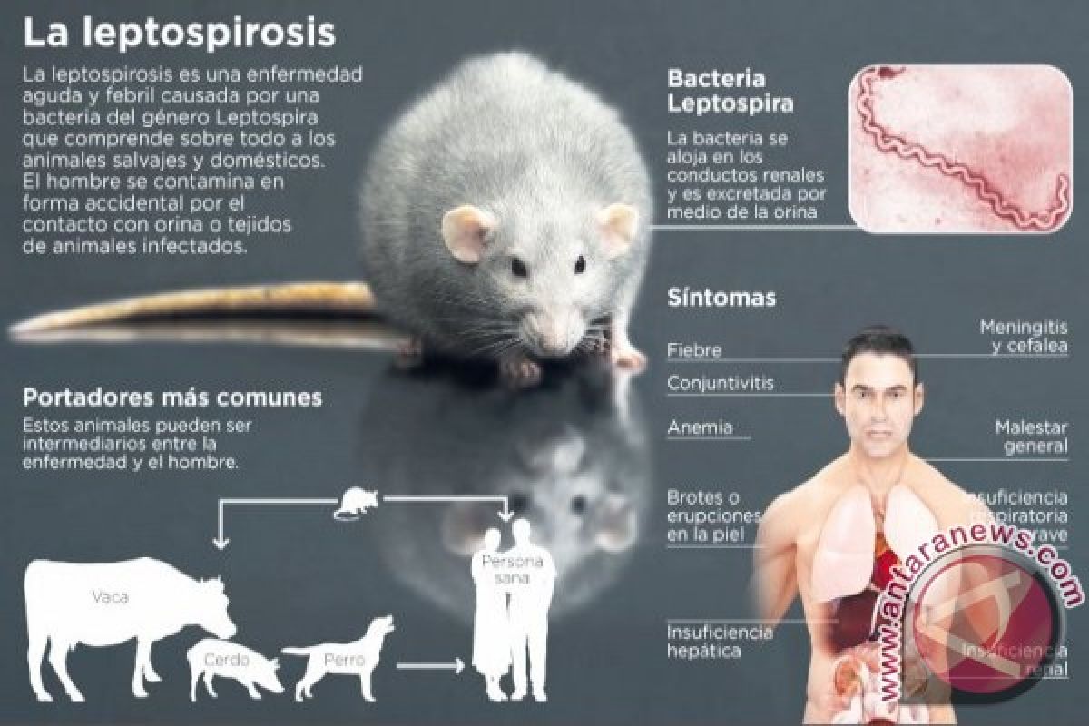 Pemerintah Filipina catat 84 kasus kematian akibat leptospirosis