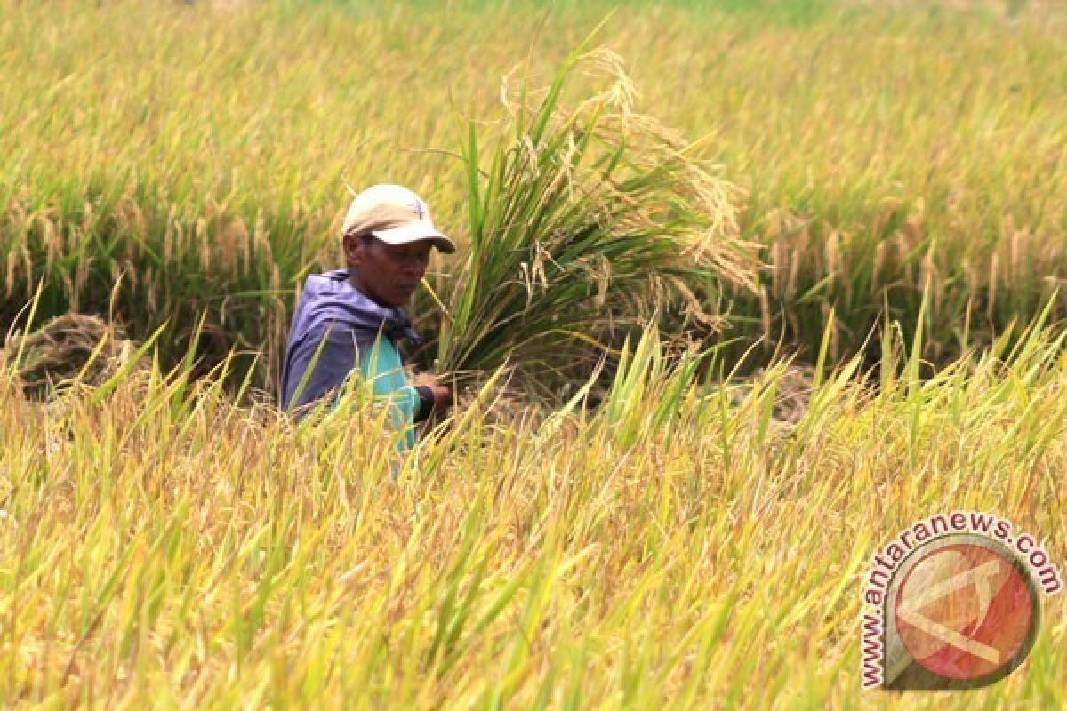 Beras, Martabat Bangsa sebagai Negara Agraris