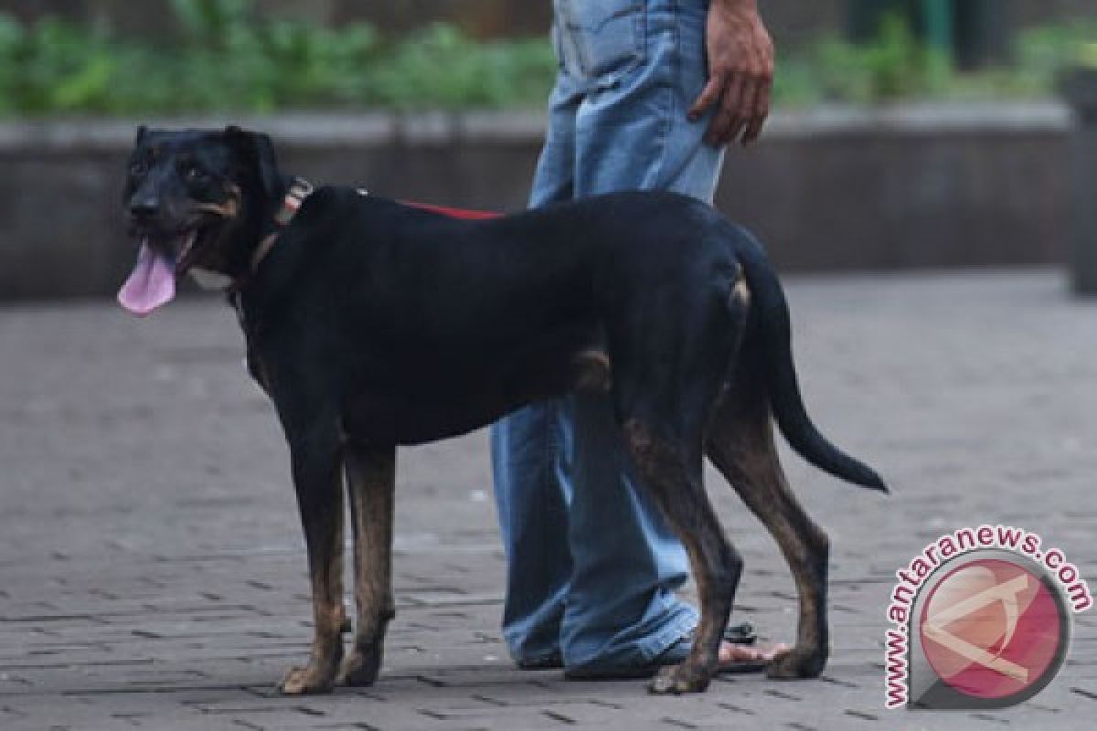 Gara-gara anjing buang kotoran sembarangan, pria ini tewas dipukul tetangganya