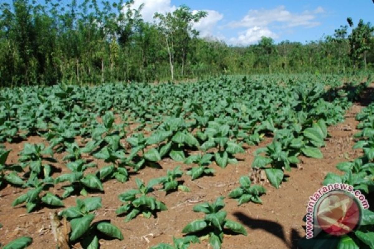 Temanggung Didera Lahan Kritis Seluas 33.000 Hektare