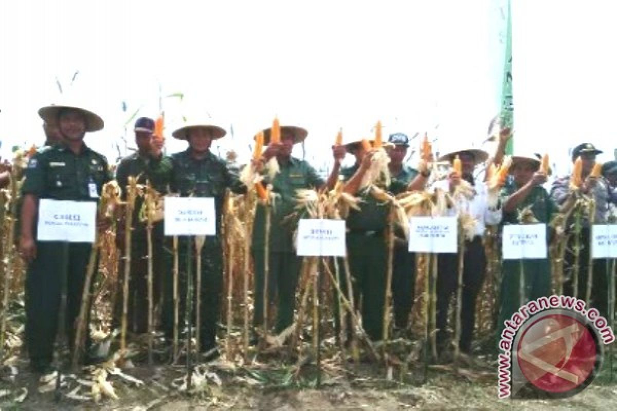 Kotawaringin Barat Kembali Angkat Jagung Jadi Unggulan