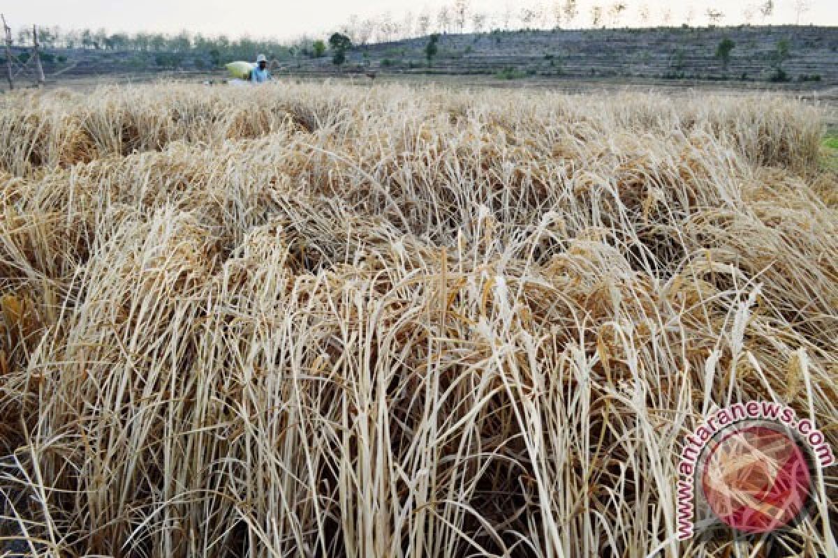 KBRI Berlin ajak WNI cari solusi penanganan El Nino di Indonesia