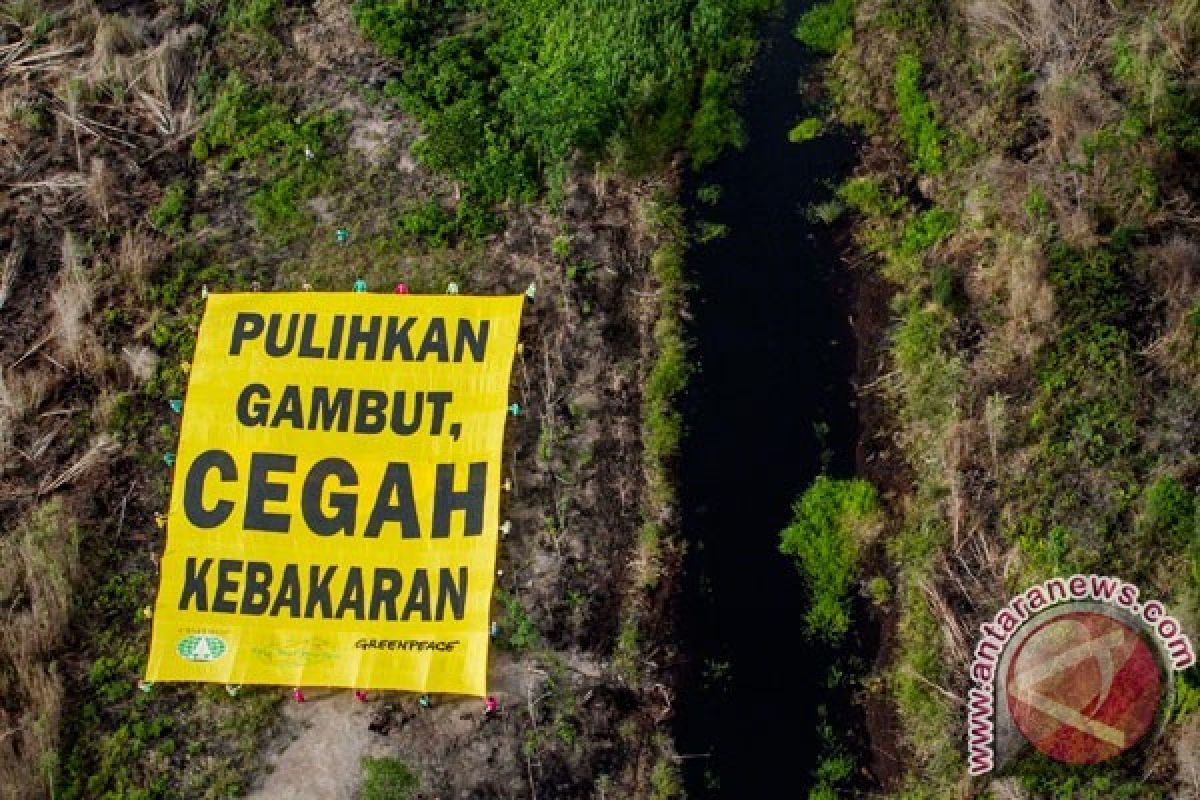 Pemerintah tidak Hanya Tangani Kebakaran Hutan tetapi juga Merestorasi Lahan Gambut