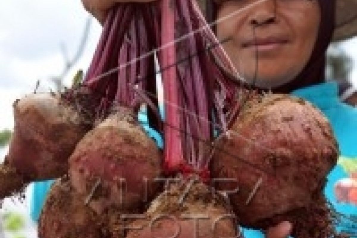 Petani Lereng Merbabu Kembangkan Buah Bit