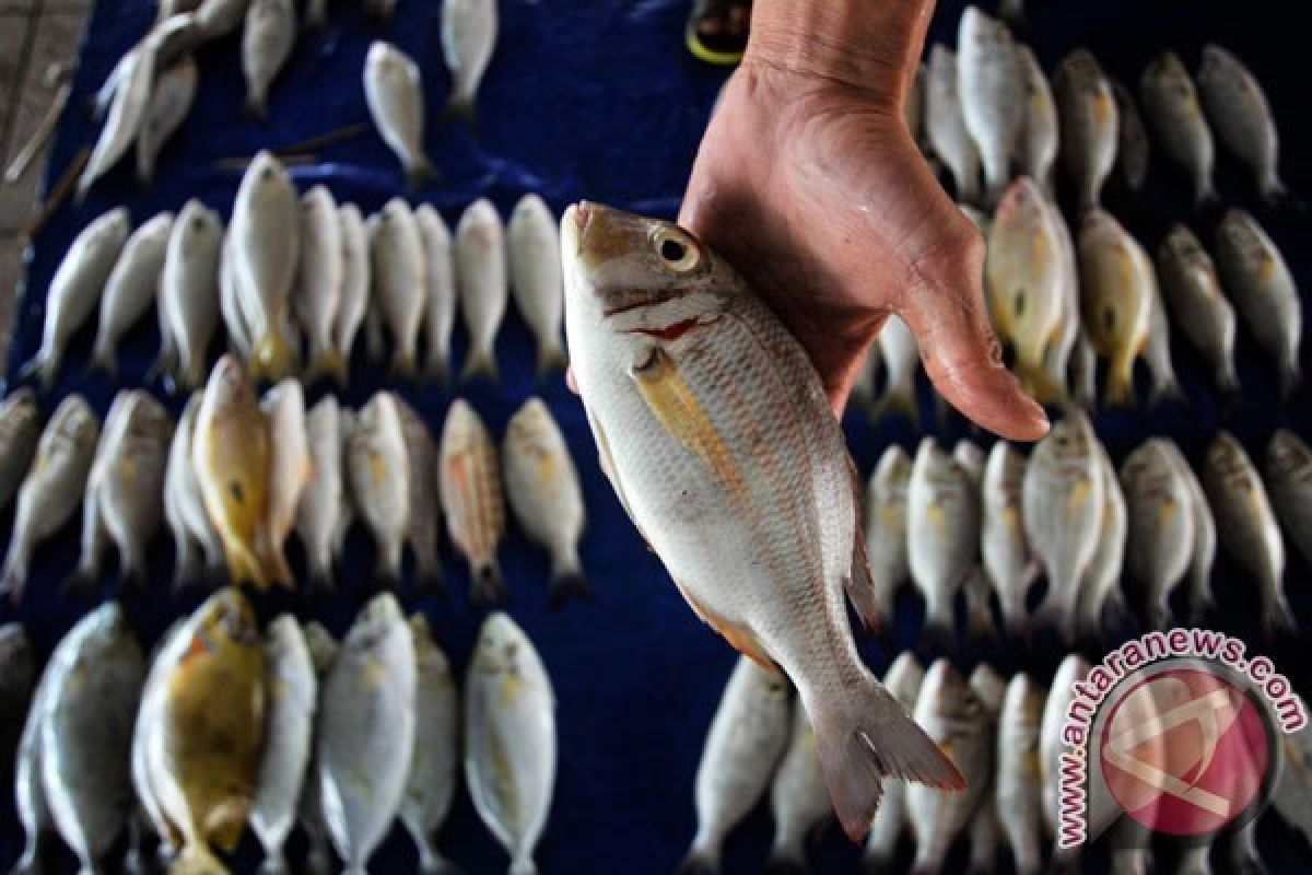 Jelang Imlek, Harga Ikan Bawal Meroket