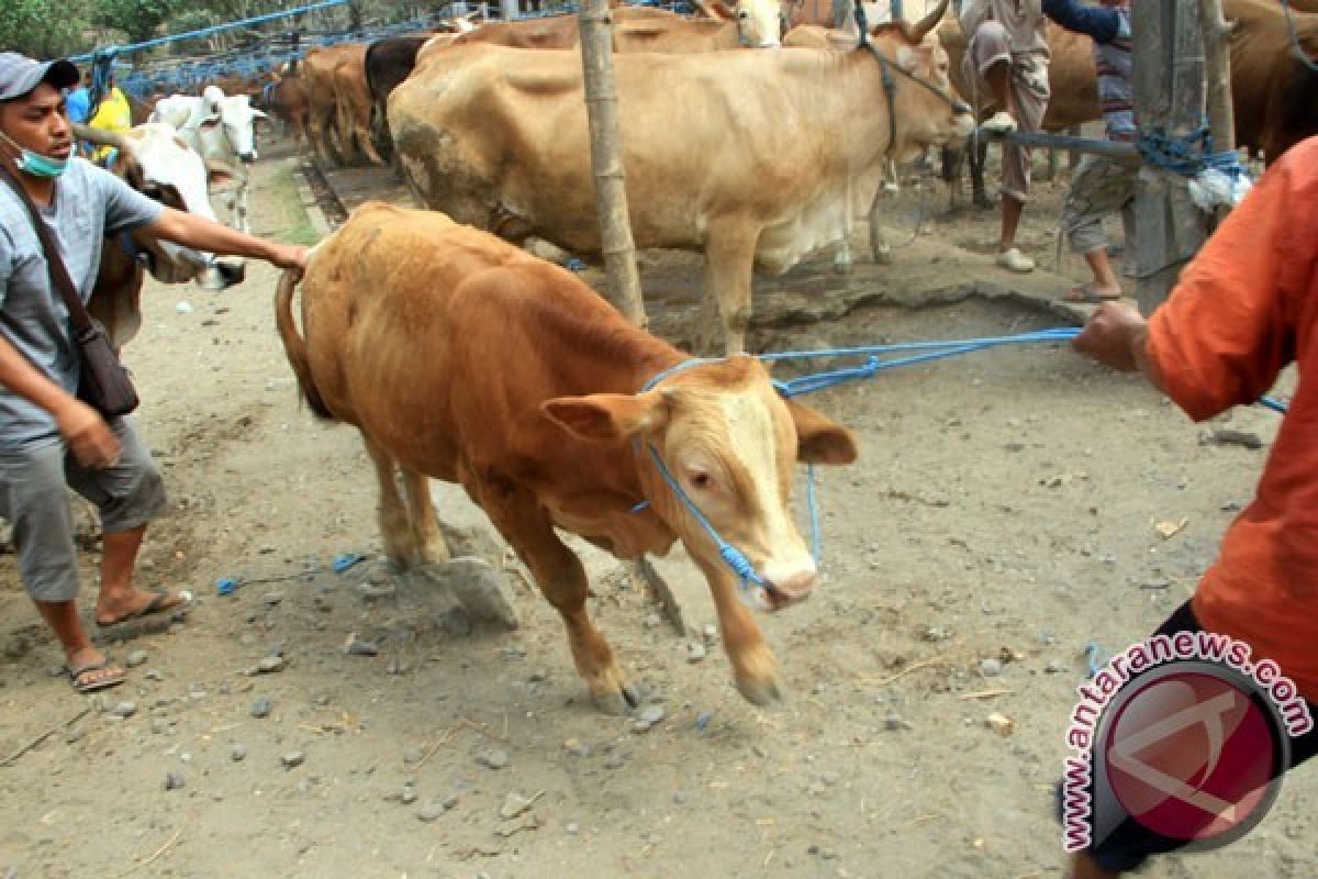 Bakul Sapi Banyumas Gulung Tikar