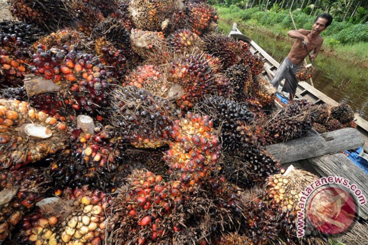 CPO price in Jambi  rise of Rp133 per kilogram