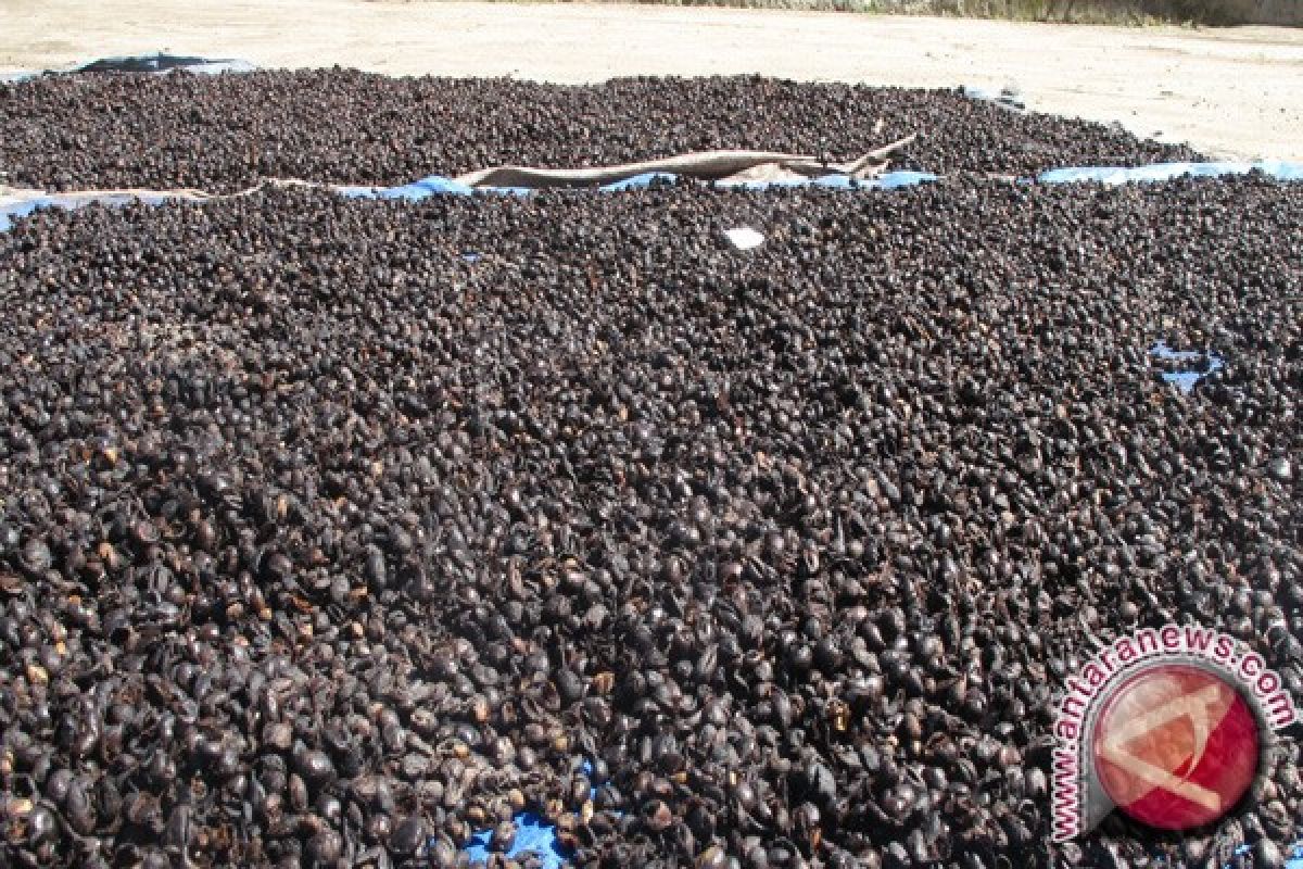 Ekspor Kopi Lampung Januari Capai 8.418 Ton 