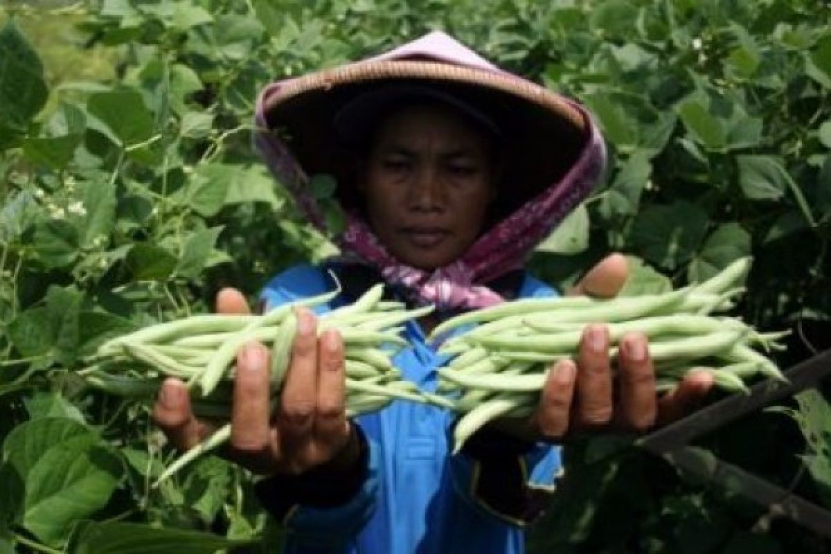 Gapoktan Batang Ekspor Paprika ke Singapura