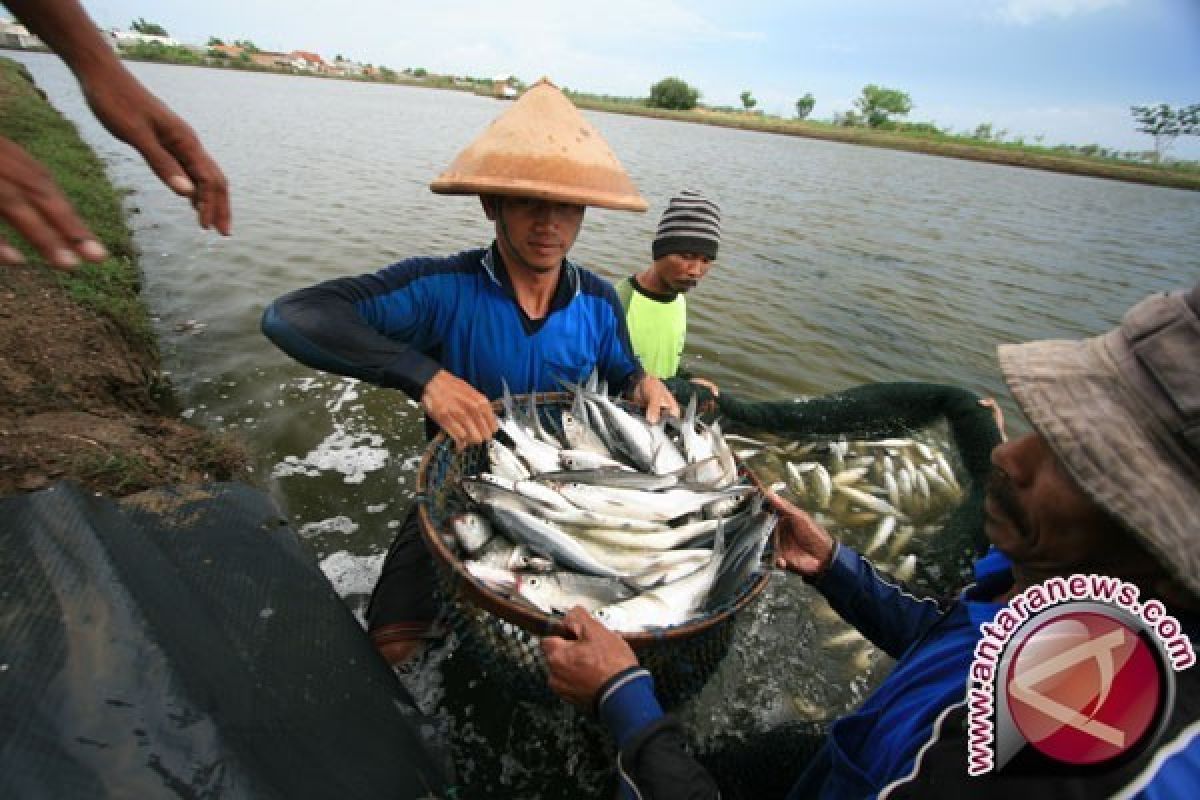 Budi Daya Bandeng di Lahan Bekas Rob