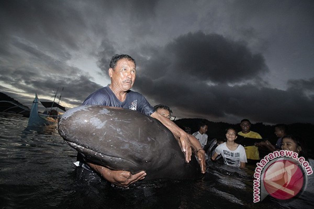 Puluhan ikan paus terdampar di pesisir Probolinggo