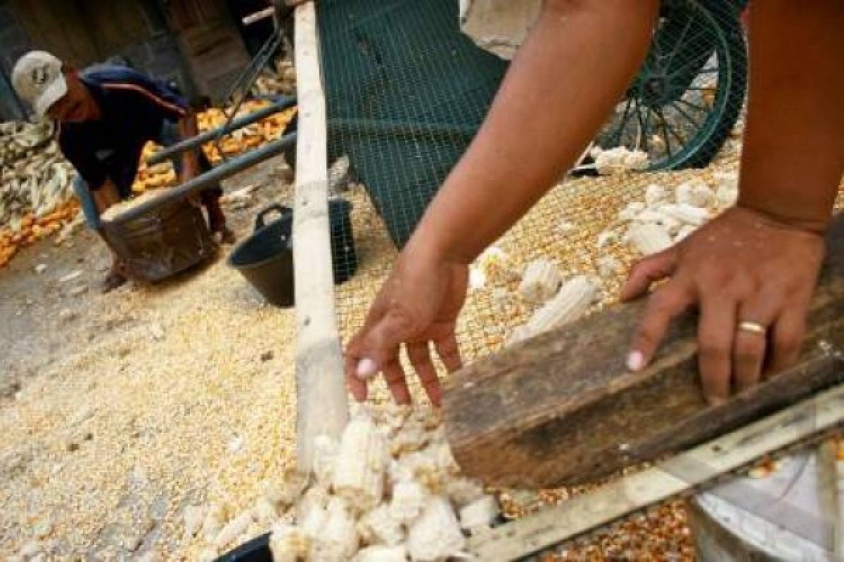 Panen Raya, Harga Jagung Giling Merosot