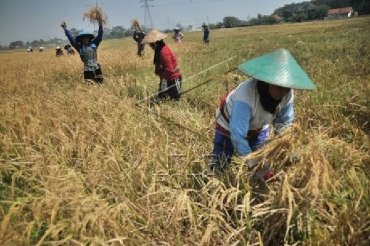 Produksi Gabah di Kudus 49,156 Ton