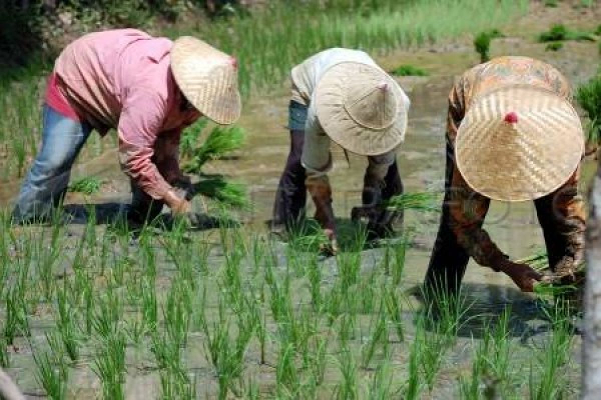 Petani Cilacap Tertarik Tanam Padi Hipa 18