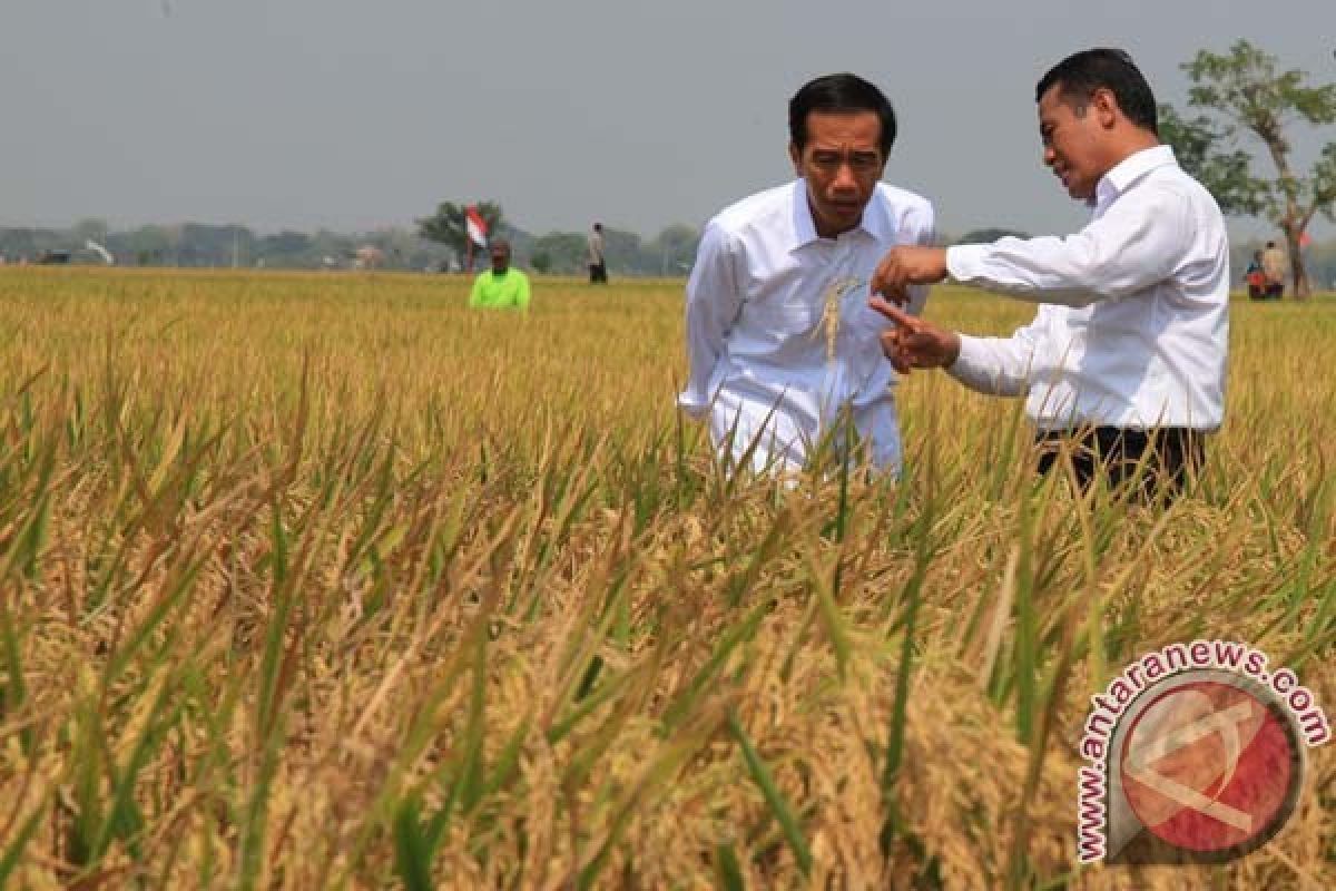 Menggapai Harapan dari Panen Raya Padi