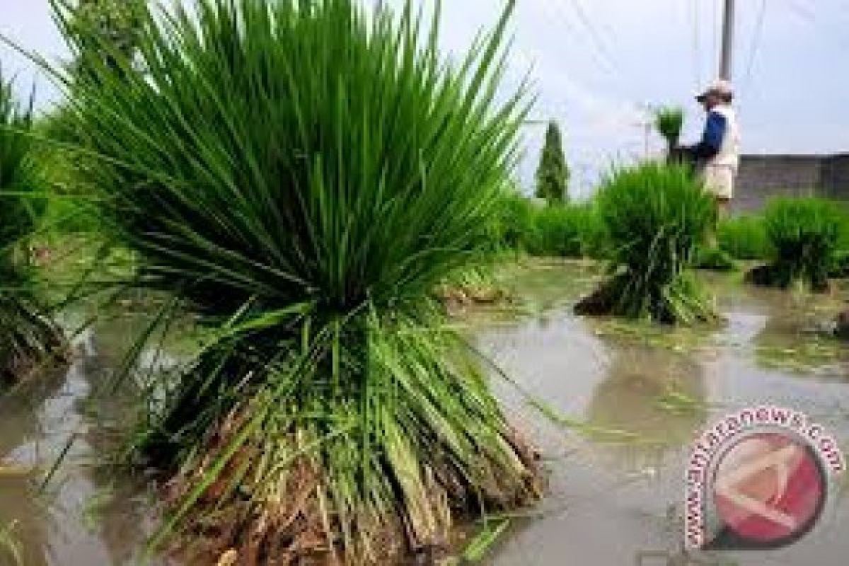 Petani Tulang Bawang Lampung "Kepincut" Varietas Padi Unsoed