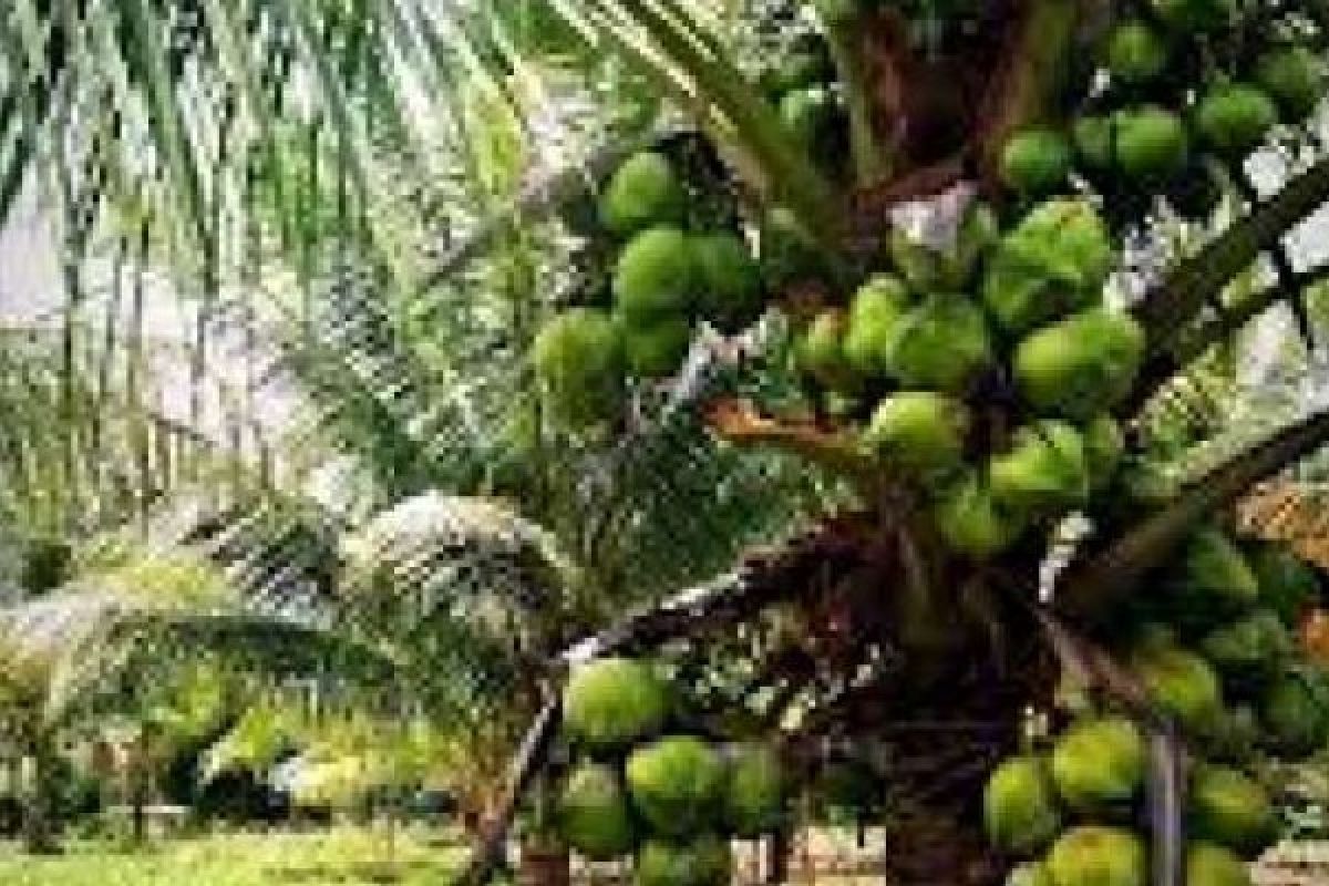 Terhitung 100 Ribu Hektare Kebun Kelapa Inhil Alami Kerusakan Parah