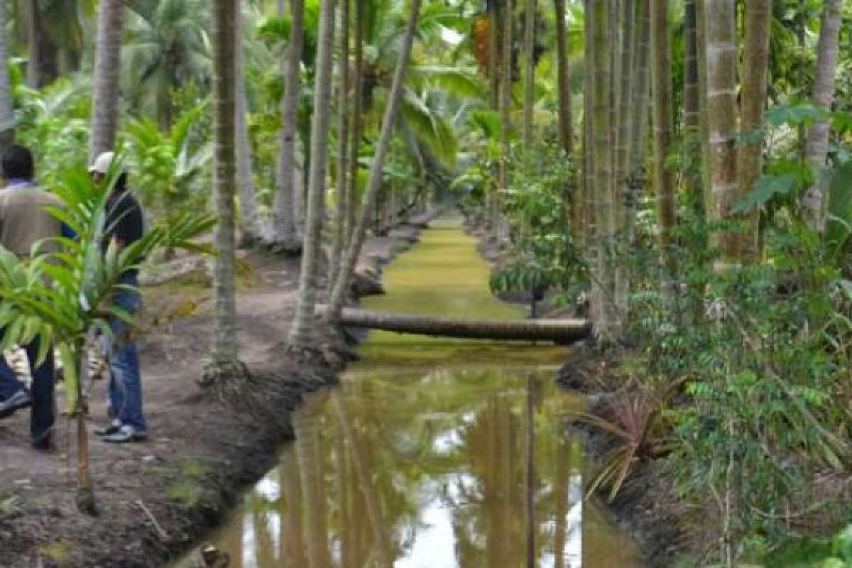  Pemkab Inhil Perbaiki Tanggul Di Areal Perkebunan  