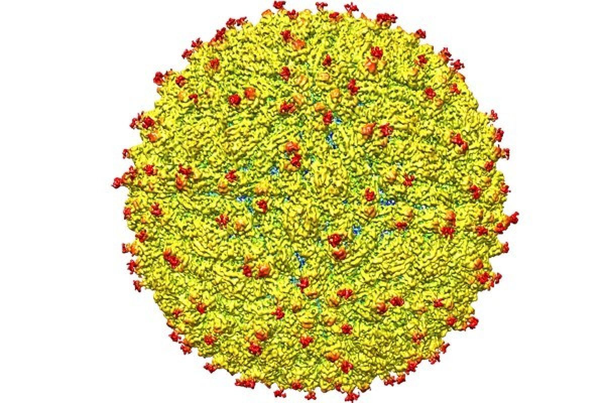 Pejabat AS Sebut Zika "Lebih Menakutkan" dari Perkiraan