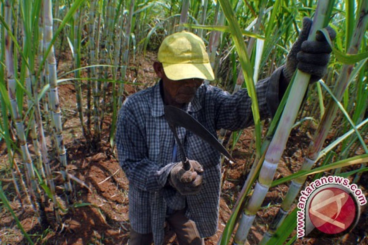 NTB jadikan Pekat sentra gula merah tebu