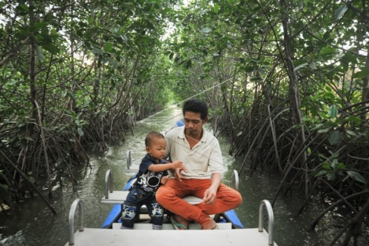 Minimalkan Abrasi, Tanam Mangrove Juga Menambah Penghasilan Ekonomi Pesisir