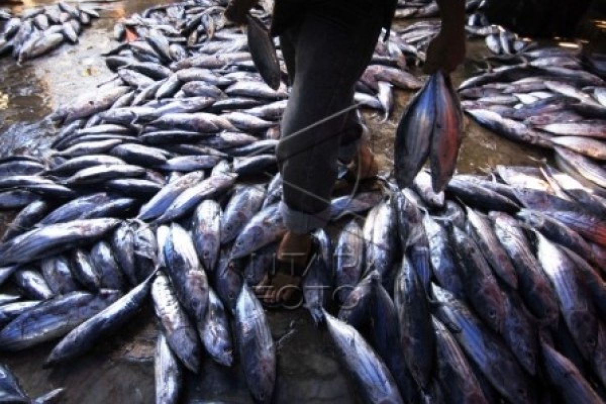 Ikan Tongkol Dominasi Hasil Tangkapan Nelayan