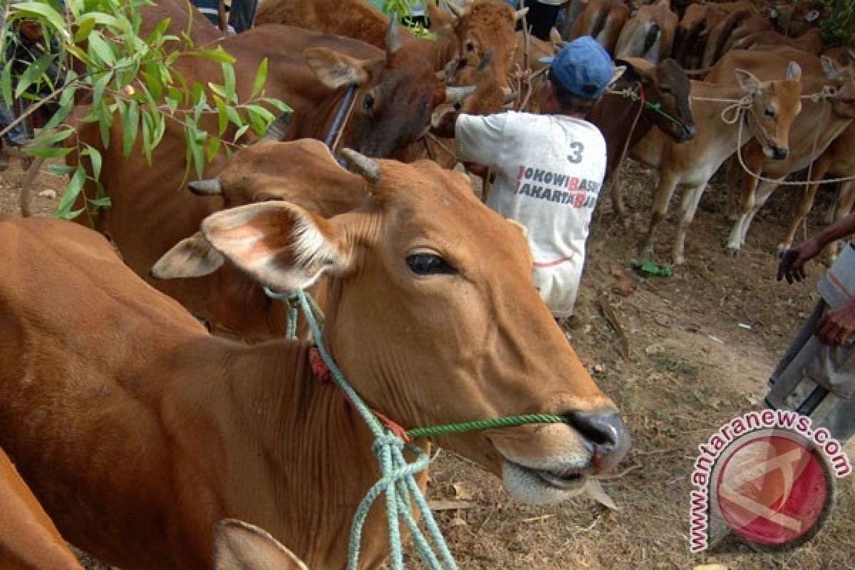 Melindungi Peternak Lokal Juga Penting