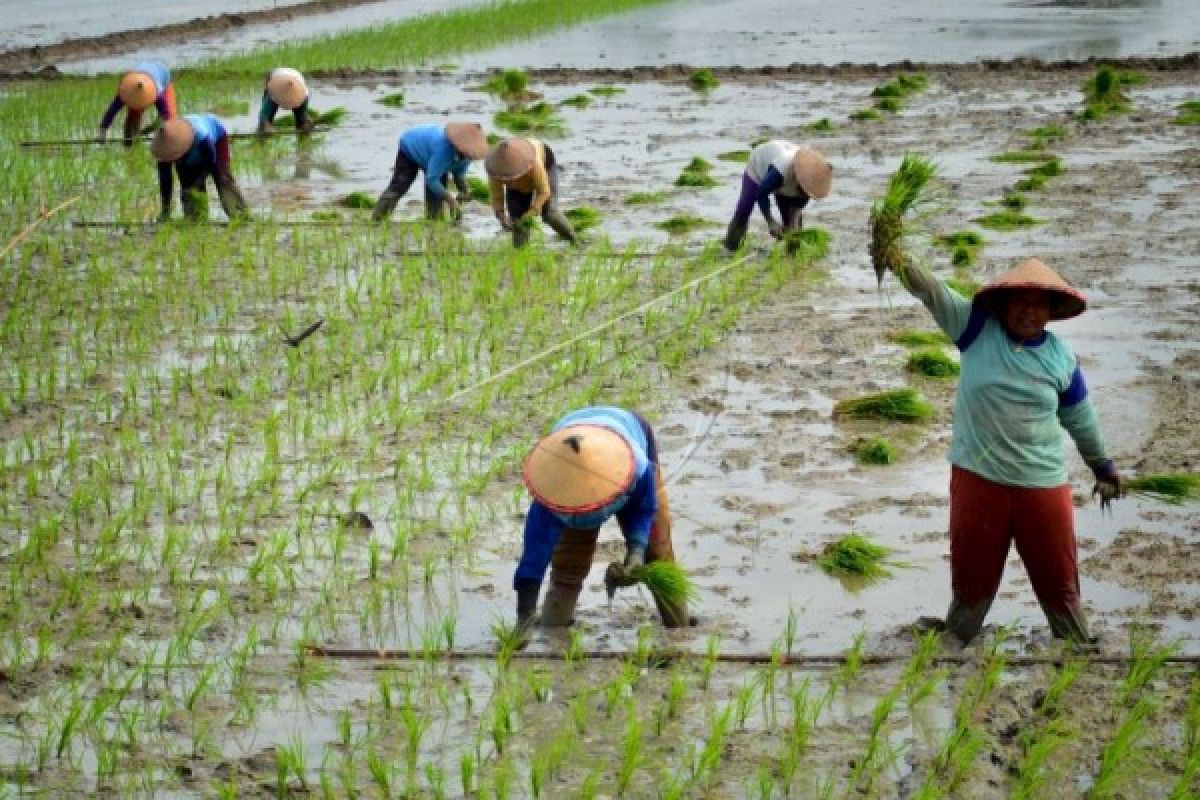 Luasan Tanaman Padi Temanggung Baru 1.990 Hektare