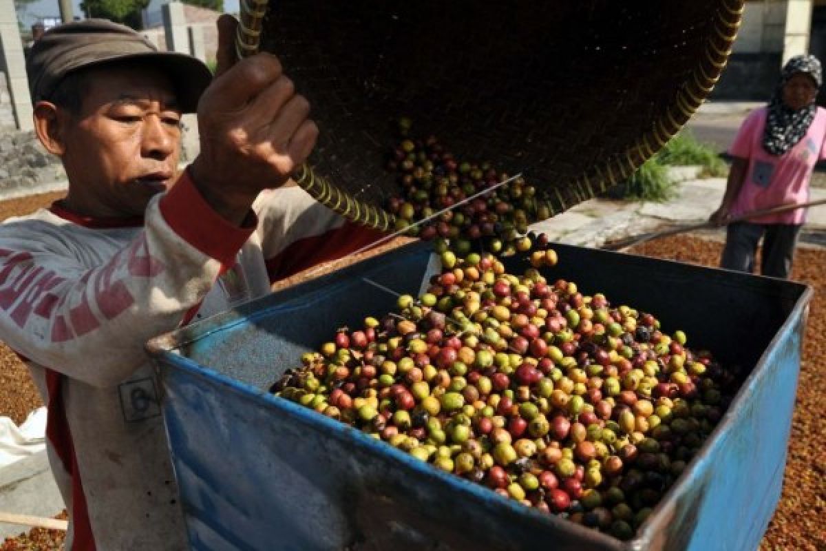 Untidar Inovasi Pakan Ternak dari Cangkang Kopi