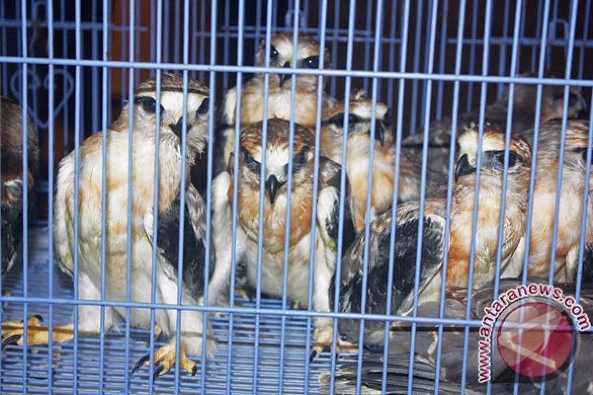 Gakkum LHK gagalkan perdagangan ilegal 1.752 burung di Riau, begini penjelasannya