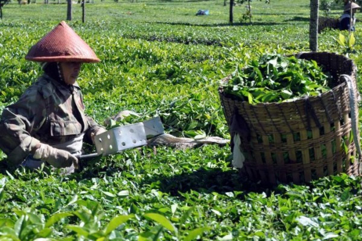 Agrowisata Kebun Teh Tambi Wonosobo Diminati Wisatawan