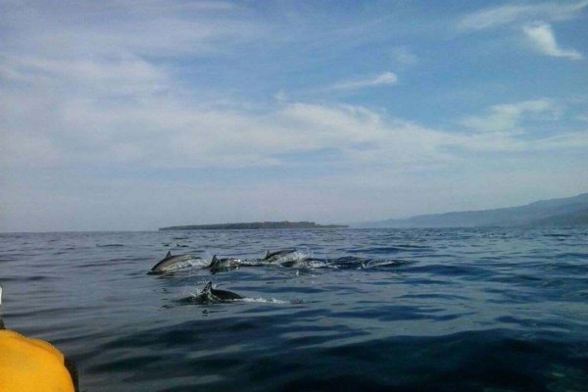 Pulau Pisang Pesona Baru Wisata Maritim Lampung 