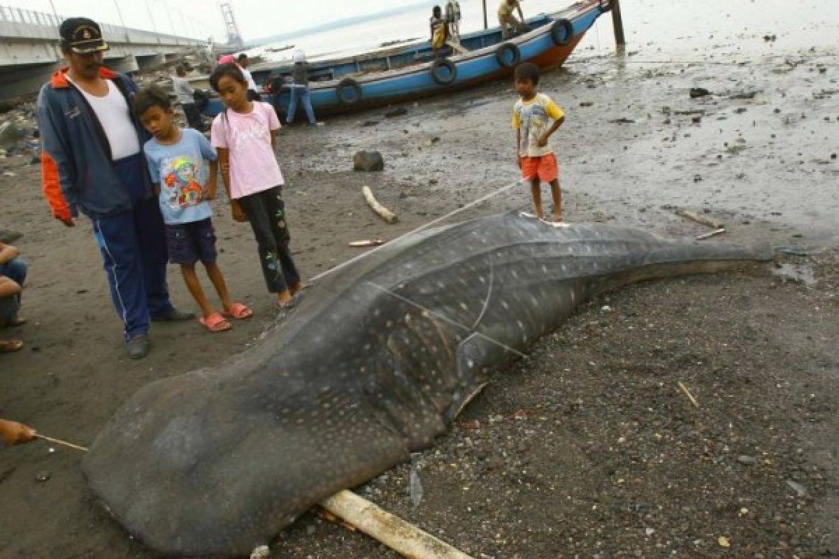 Hiu Tutul Berat 1 Ton Terdampar di Pantai Menganti