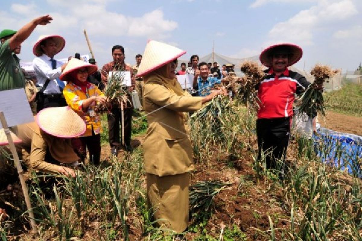 Petani Jateng Sambut Program Klaster Bawang Putih