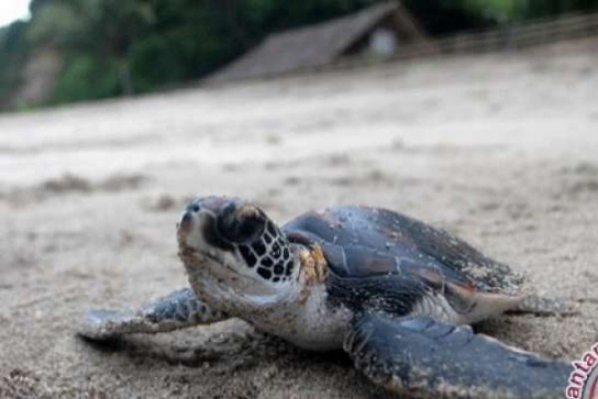 Pertahankan Habitat, Danlanal Dumai Lepas Ribuan Anak Penyu Hijau