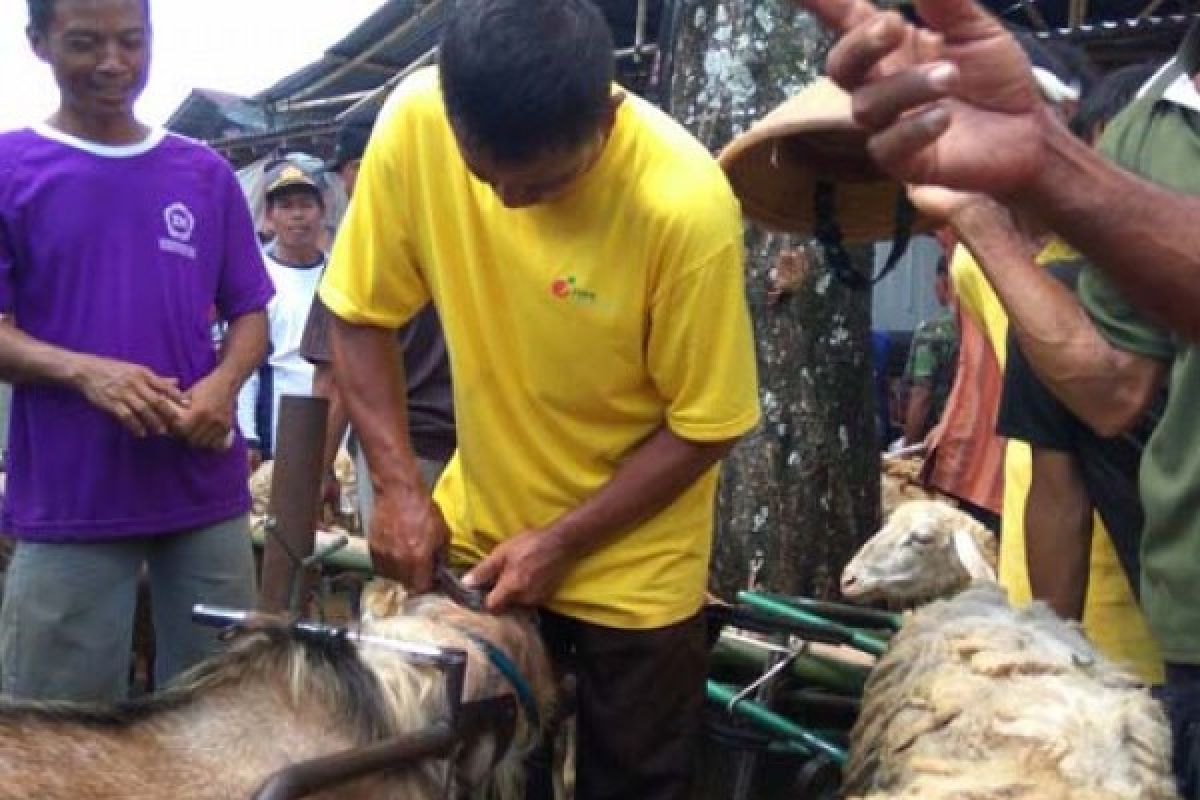 Jasa "Salon Kambing" Laris Jelang Idul Adha