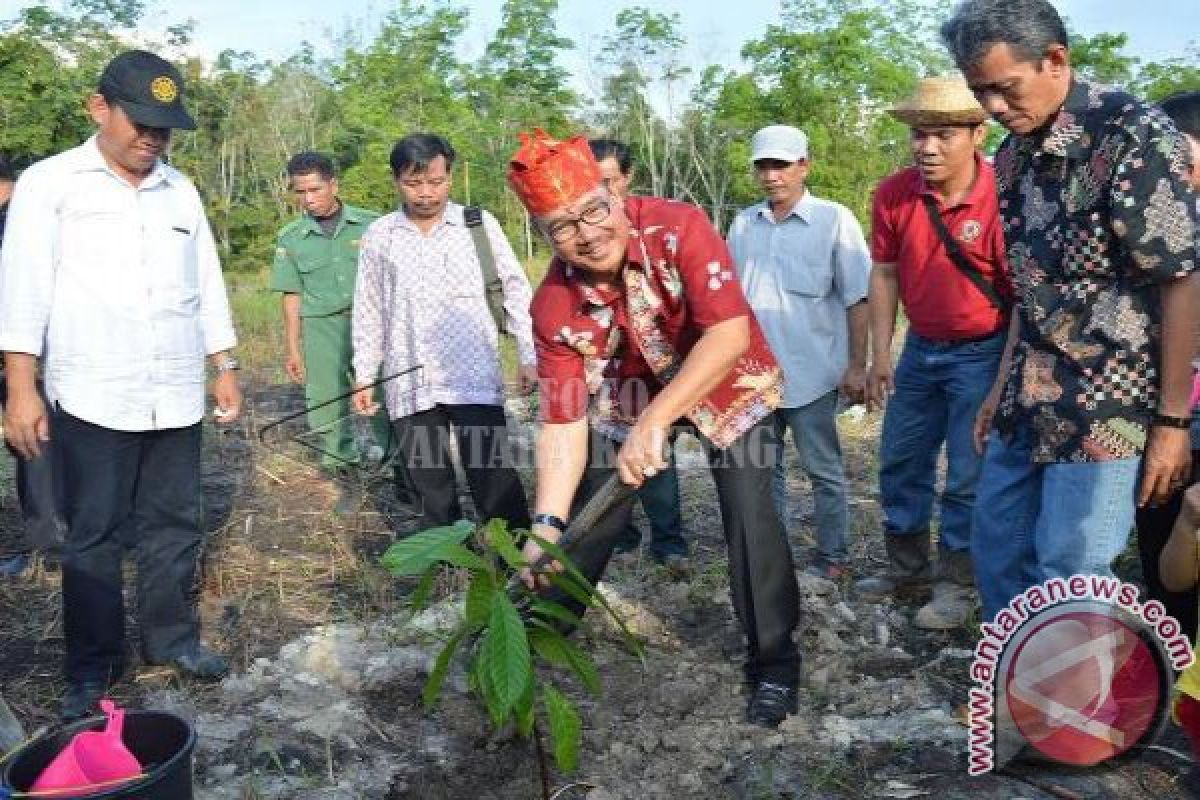 Kecamatan Gunung Bintang Awai Jadi Pionir Sukses Tanam Kakao 