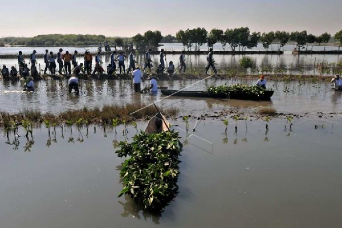 Cegah Abrasi, Ribuan Pohon Mangrove Ditanam di Batang