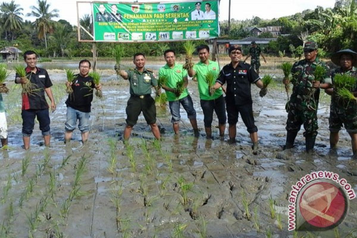 Kodim-PWI Kolaka Tanam Padi Serentak