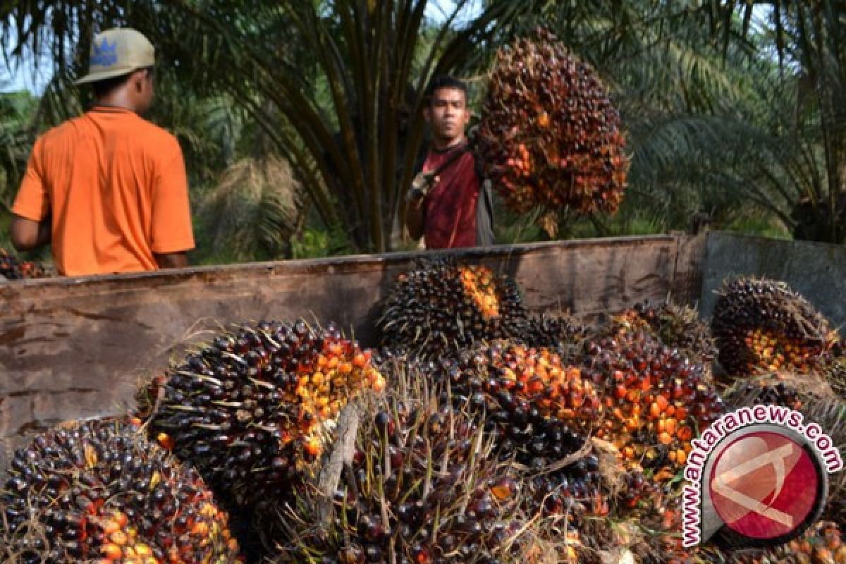 Ilmuwan: Sawit minyak goreng paling sehat