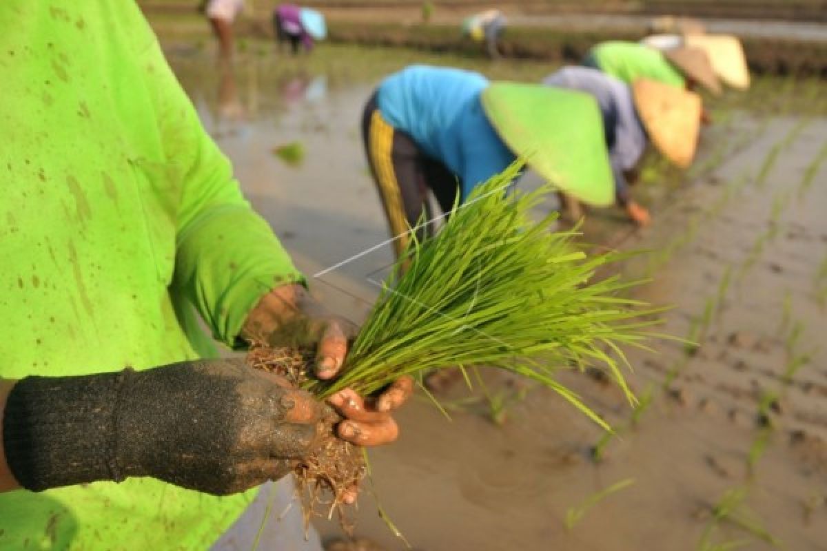 Energi Terbarukan Tingkatkan Produktivitas Pertanian