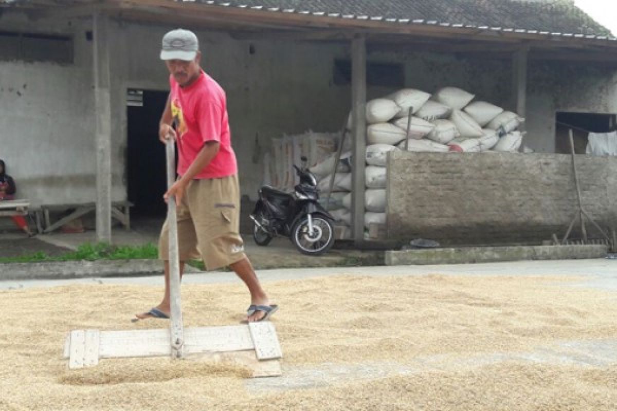 Bulog-KUD Bermitra untuk Pengadaan Beras