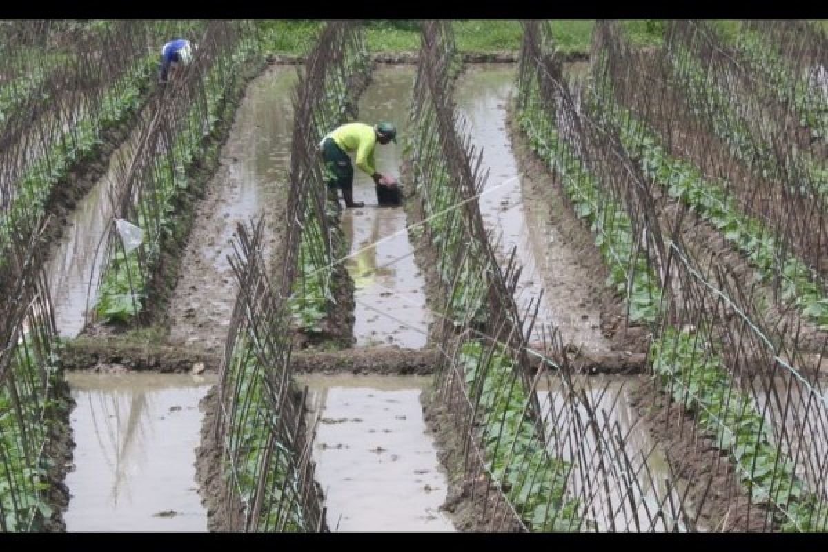 Pemkab Banyumas Dorong Petani Tanam Palawija