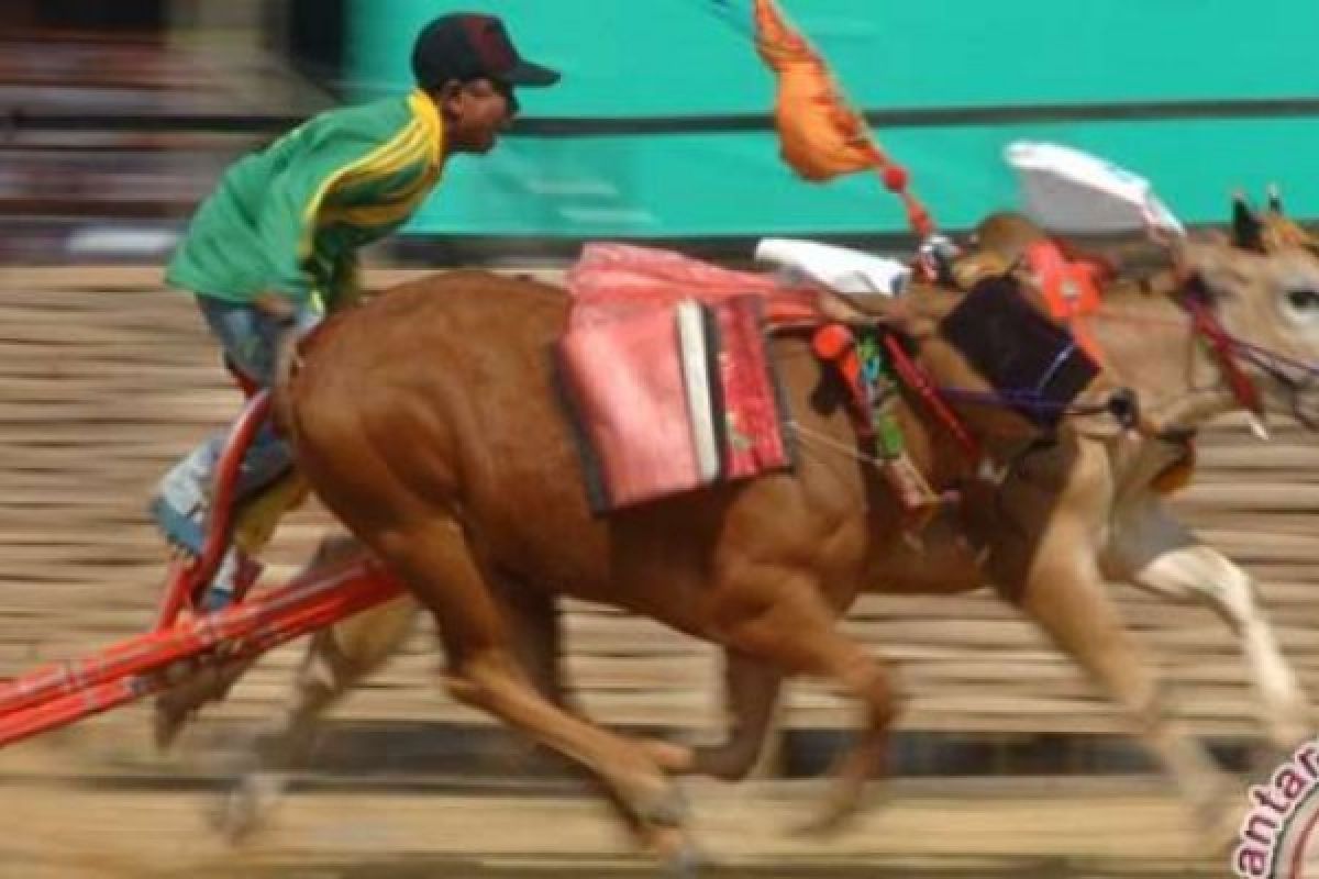 Festival Karapan Sapi Piala Presiden Dimenangkan Oleh Sapi Predator