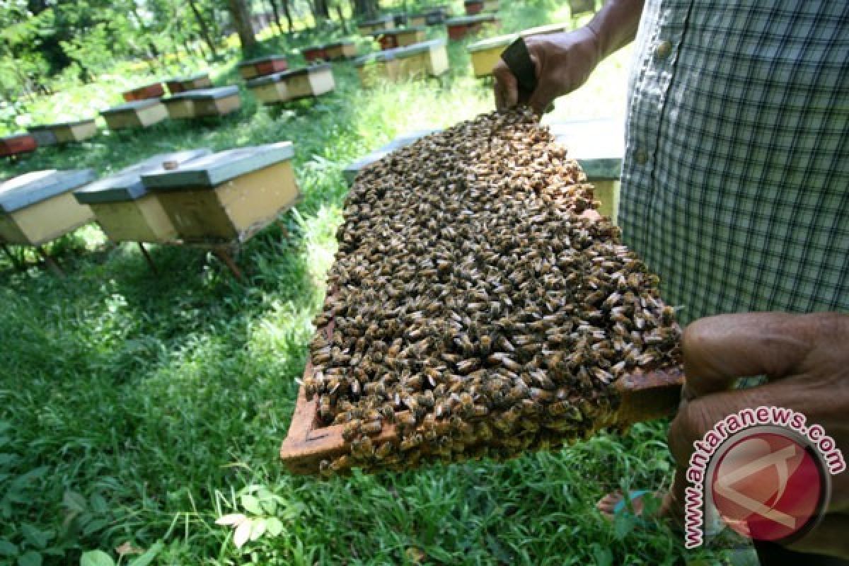 Peneliti Berhasil Ajarkan Lebah Me4narik Senar untuk Dapatkan Makanan