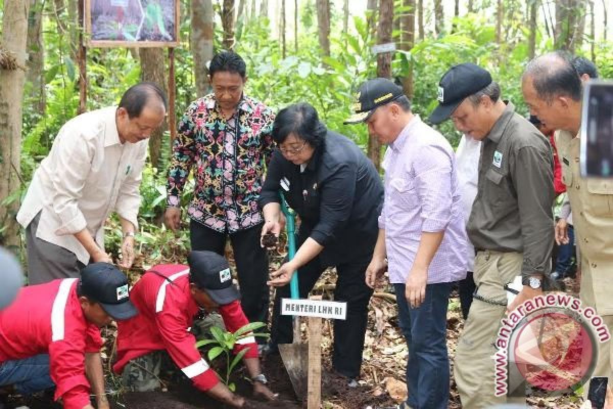 Restorasi Gambut di Kalteng Mulai Terlihat