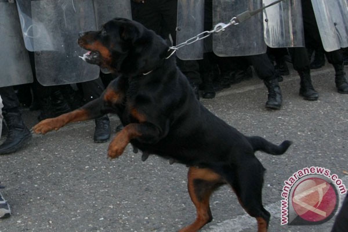 Anjing digunakan Israel untuk siksa tahanan Palestina